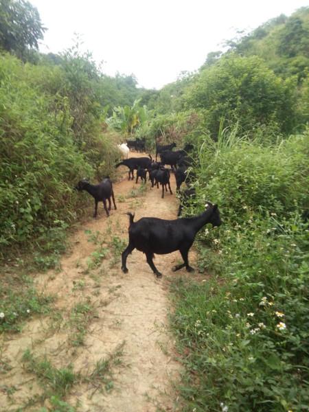 供应广西隆林黑山羊养殖基地，黑山羊特种羊最优惠价格，优质配种种黑山羊