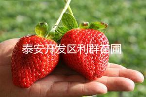 供应山东草莓苗山东草莓苗价格新品种草莓苗图片