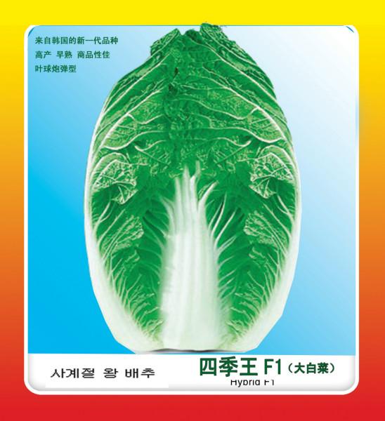 供应四季王韩国大白菜种子 韩国大白菜种子 杂交一代大白菜种子批发