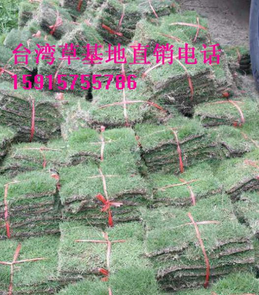台湾草哪里有，专门种植绿化工程用的草坪价格怎么样