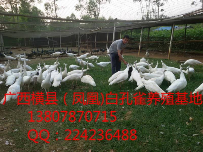 广西孔雀/广西南宁蓝孔雀养殖场||广西孔雀养殖基地