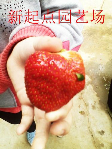 山东红颜草莓苗基地 泰安红颜草莓苗技术管理与价格 红颜草莓苗多少钱图片