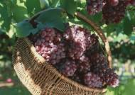 供应新品种葡萄树苗、优质巨丰、夏黑葡萄树产量高、口感好的葡萄树苗图片