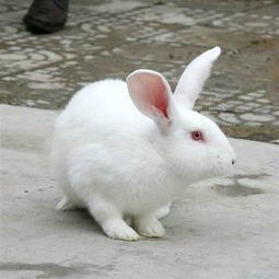 獭兔肉兔养殖技术批发