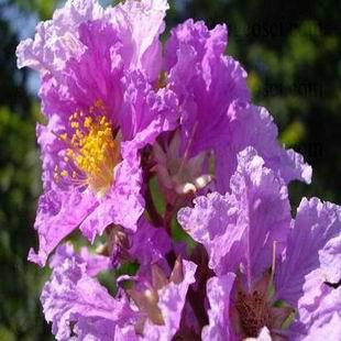 大花紫薇提取物1-10%科罗索酸批发