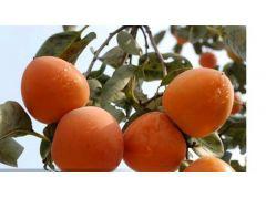 供应甜柿子树苗品种、次郎柿子树苗价格、2公分柿子树供应