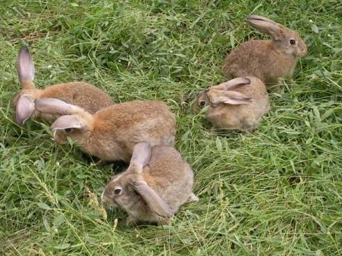 供应养殖兔子的效益如何，种兔价格，哪里供应的种兔便宜，杂交野兔