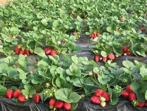 供应牛奶草莓苗、四季草莓苗价格、甜查理草莓苗批发