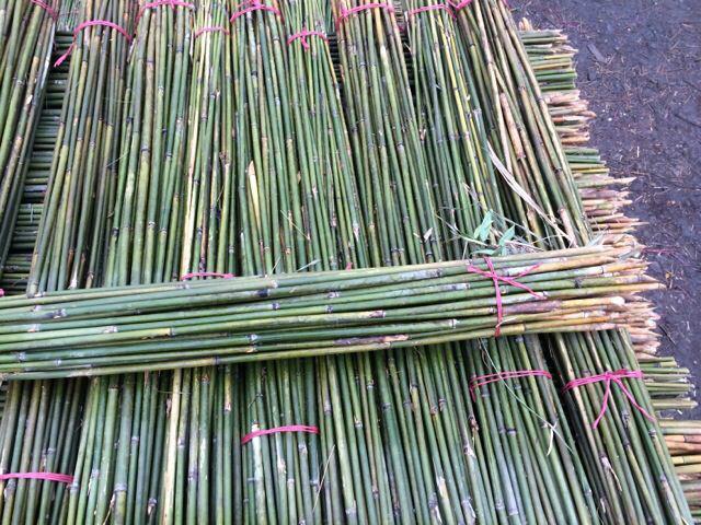 供应优质菜架竹