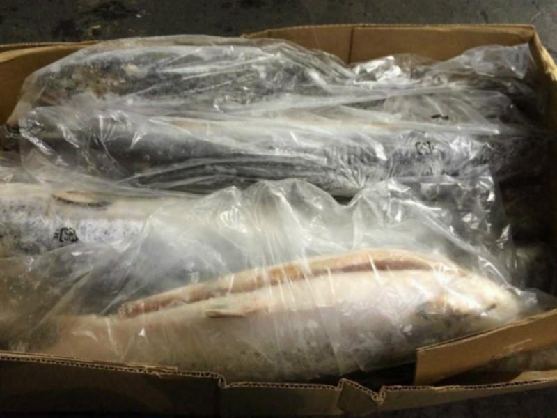 供应用于加工的智利进口三文鱼5-6、6-7kg