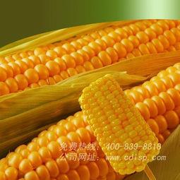 河南超甜玉米生产基地供应商批发