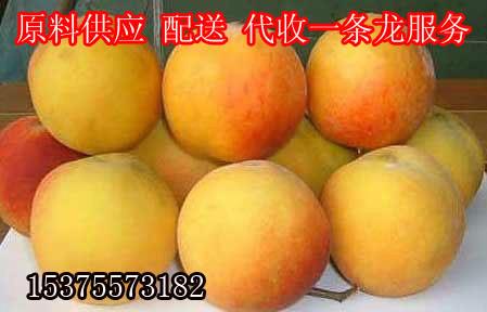 供应用于黄桃销售的砀山黄桃原料产地专业水果购销