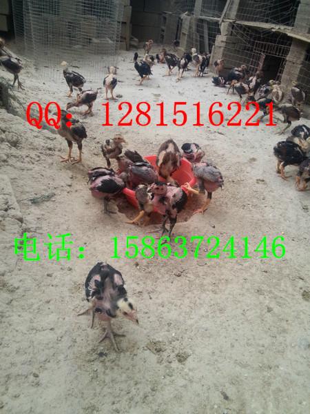 供应出售1-3个月纯种越南斗鸡苗·贵州越南斗鸡养殖·越南鸡报价图片