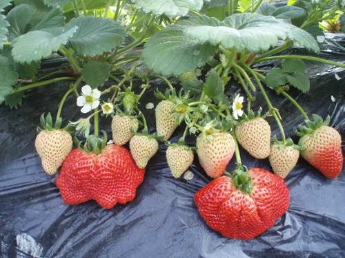 供应批发草莓苗