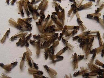 供应海南最专业的白蚁防治公司，白蚁防治需要注意什么