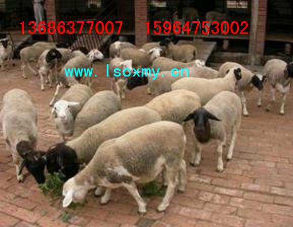 供应山东杜泊羊养殖场杜泊绵羊价格纯种杜泊羊种羊多少钱一只图片