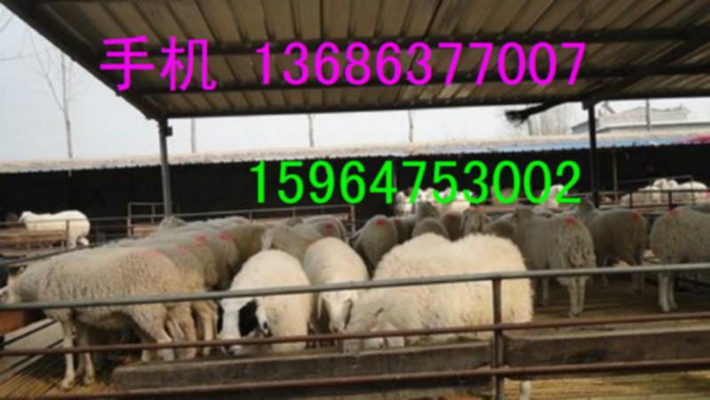 供应山东杜泊羊养殖场杜泊绵羊价格纯种杜泊羊种羊多少钱一只