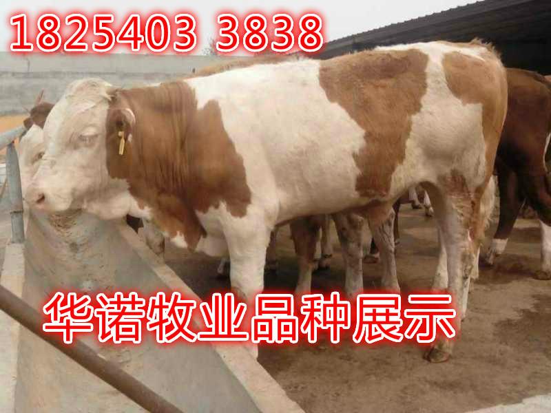 供应今年肉牛犊价格图片
