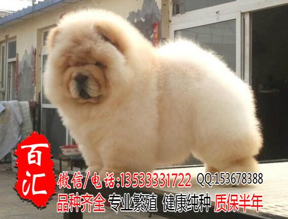 广州哪里有卖纯种松狮幼犬批发