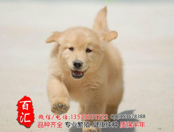 供应广州哪里有卖纯种金毛幼犬 