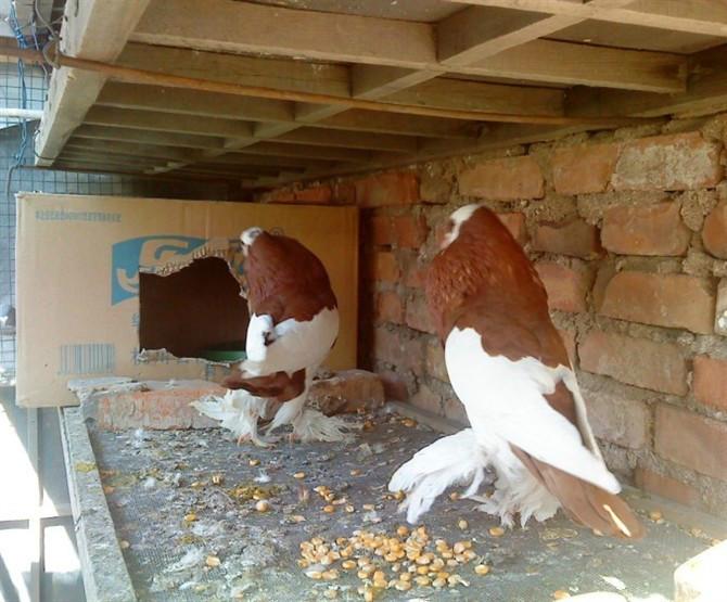 供应河南毛领鸽山东鲁山种鸽养殖场，凤尾鸽，素女鸽，大鼻子鸽，球胸鸽。