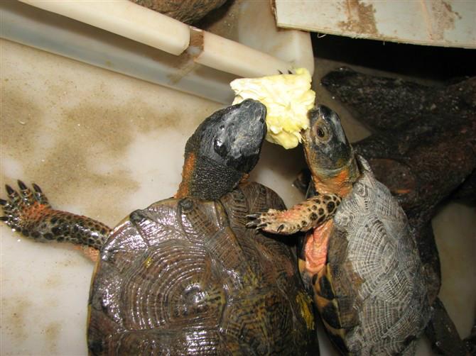 供应木雕水龟,昆明木雕水龟批发,木雕水龟零售